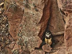 085 Spectacled Owl with Chick 70D2265