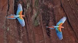093 Red-and-green Macaws 11J8E1820