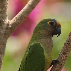 096 Peach-Fronted Parakeet 70D2223