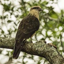 104 Yellow-Headed Caracara 70D2268