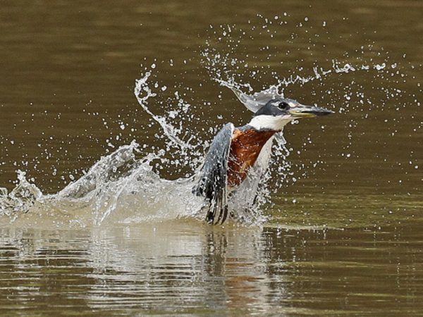 111 Ringed Kingfisher 11J8E3059