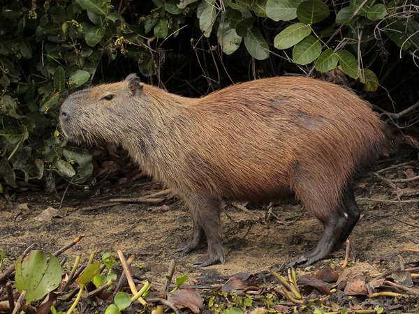 112 Capybara 11J8E2753