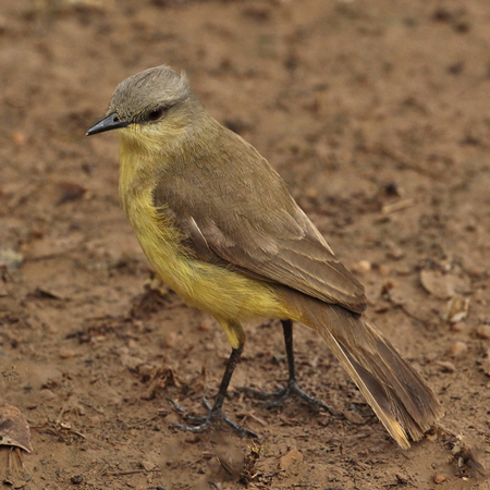 114 Grey-Headed Tanager  11J8E2552