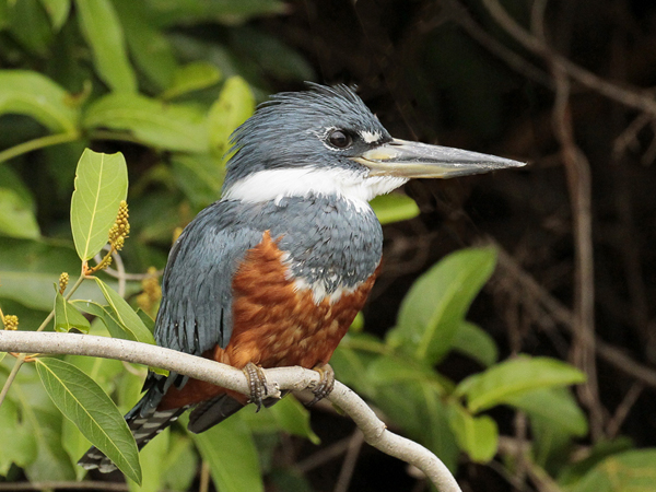 116 Ringed Kingfisher 11J8E2626