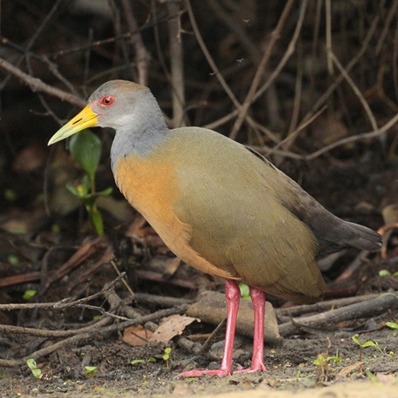 117 Grey-Necked Wood Rail 11J8E2761