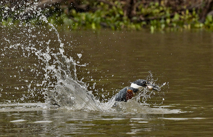 118 Ringed Kingfisher 11J8E2910