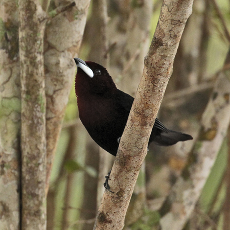 121 White Billed    11J8E2543