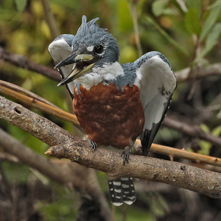 122 Ringed Kingfisher 11J8E2806