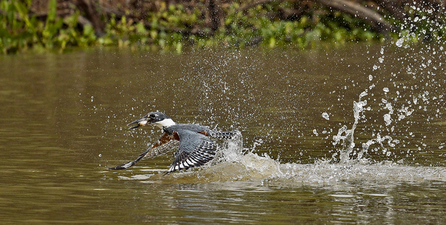 125 Ringed Kingfisher 11J8E2911
