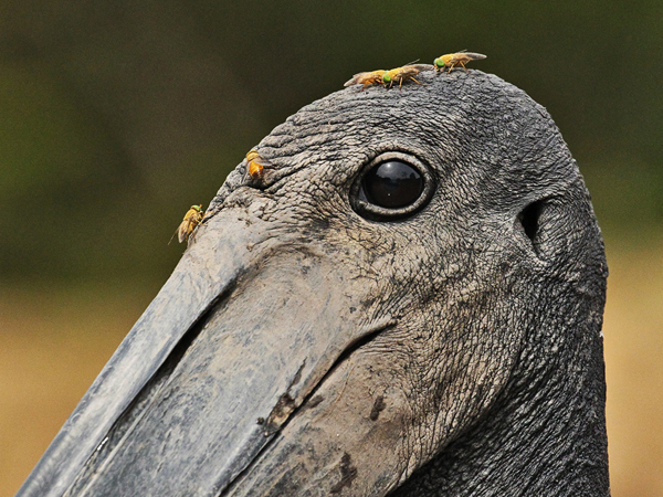 126 Jabiru Stork with Flies 11J8E2946