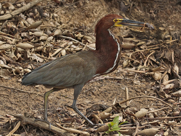 128 Rufescent Tiger Heron 11J8E3037