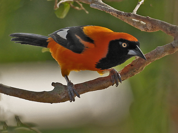 129 Orange-Backed Troupial 11J8E3260