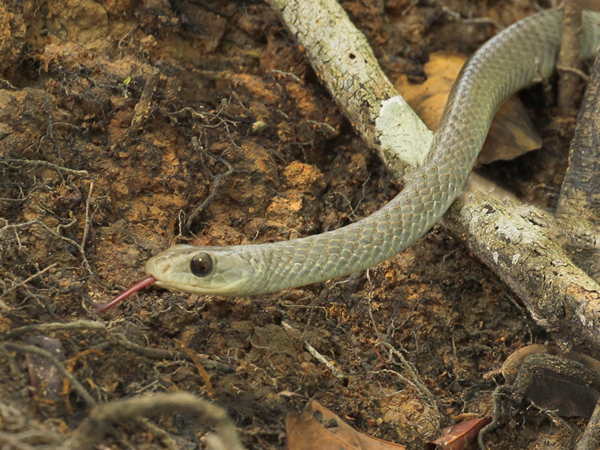 130 Brazilian Snake 11J8E3185