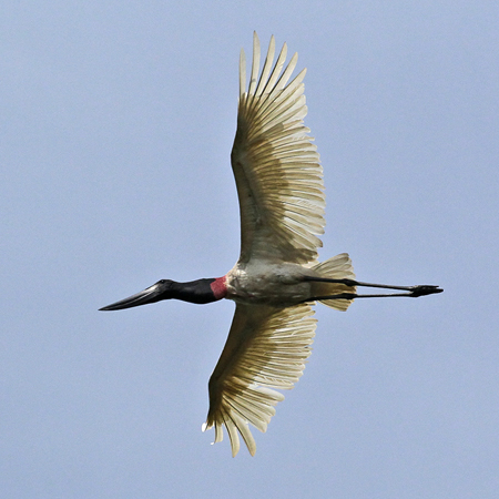 131 Jabiru Stork 11J8E3197