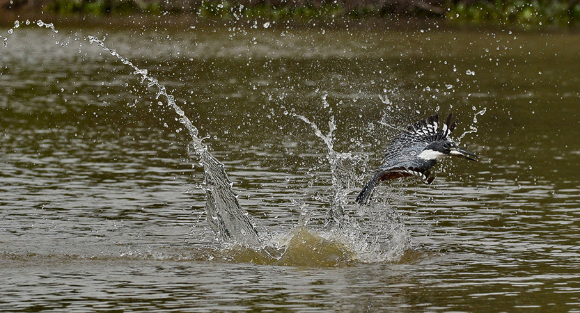 132 Ringed Kingfisher 11J8E3077