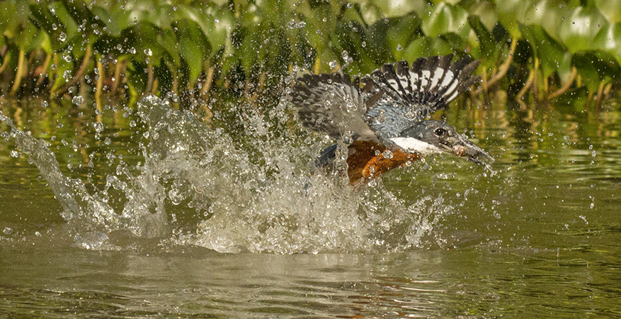 135 Ringed Kingfisher 70D2332