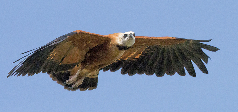 136 Savanna Hawk 70D2289