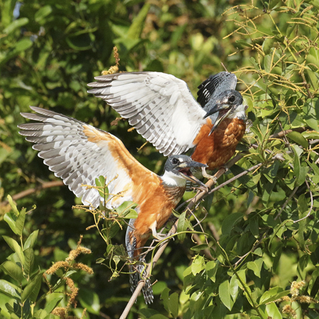 137 Ringed Kingfishers 70D2358