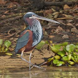 107 Agami Heron 11J8E2844