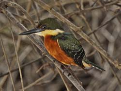 108 Green and Rufous Kingfisher 11J8E2609