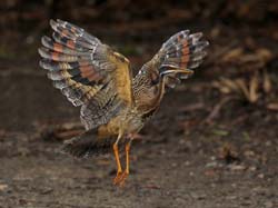 109 Sunbittern 11J8E2718