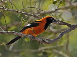 110 Orange-Backed Troupial 11J8E3253