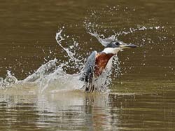 111 Ringed Kingfisher 11J8E3059