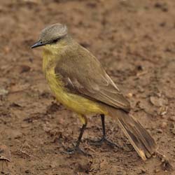 114 Grey-Headed Tanager  11J8E2552