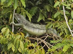 115 South American Ground Lizard 11J8E2594