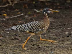 119 Sunbittern 11J8E2693