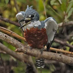 122 Ringed Kingfisher 11J8E2806