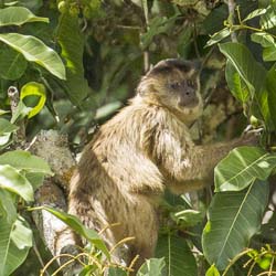 123 Brown Capuchin Monkey 11J8E3240