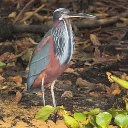 124 Agami Heron 11J8E2848