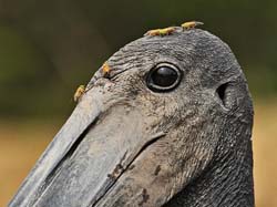 126 Jabiru Stork with Flies 11J8E2946