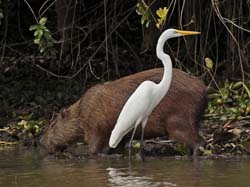 127 Great Egret 11J8E2971