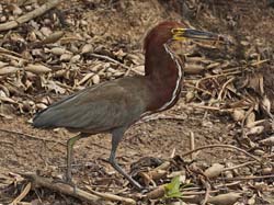 128 Rufescent Tiger Heron 11J8E3037