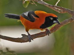 129 Orange-Backed Troupial 11J8E3260