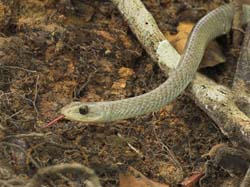130 Brazilian Snake 11J8E3185