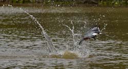 132 Ringed Kingfisher 11J8E3077