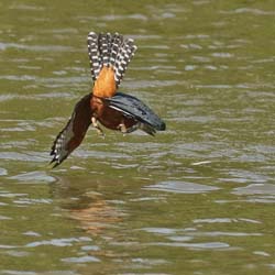 134 Ringed Kingfisher 70D2316
