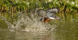 135 Ringed Kingfisher 70D2332