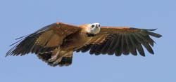 136 Savanna Hawk 70D2289