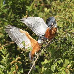137 Ringed Kingfishers 70D2358