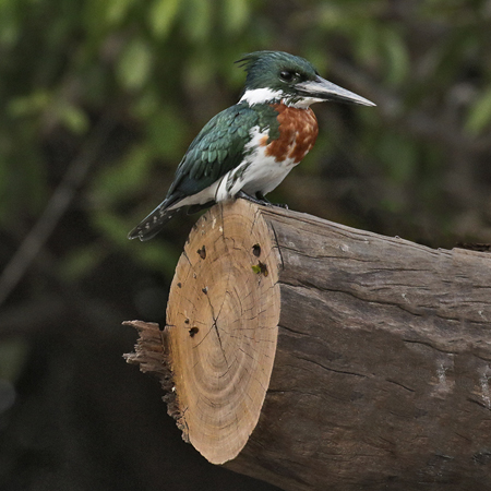 139 Green Kingfisher 70D2588