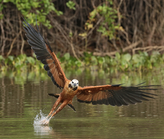 141 Savanna Hawk 70D2559