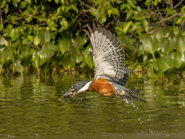 142 Ringed Kingfisher 70D2334