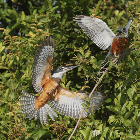 145 Ringed Kingfishers 70D2353