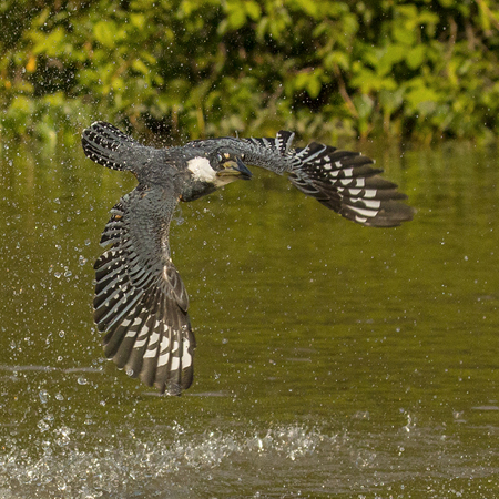 147 Ringed Kingfisher 70D2386