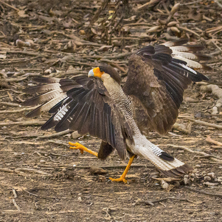 149 Southern Crested Caracara 70D2700