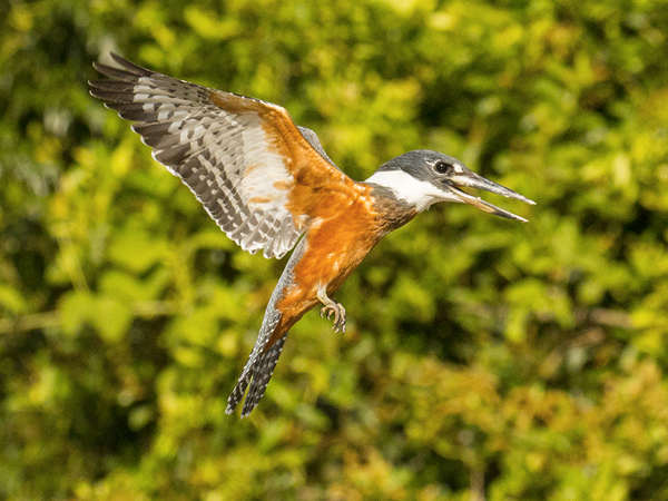 150 Ringed Kingfisher 70D2389
